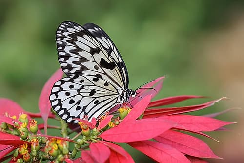 Paper kite or Large tree nymph butterfly Nature Print